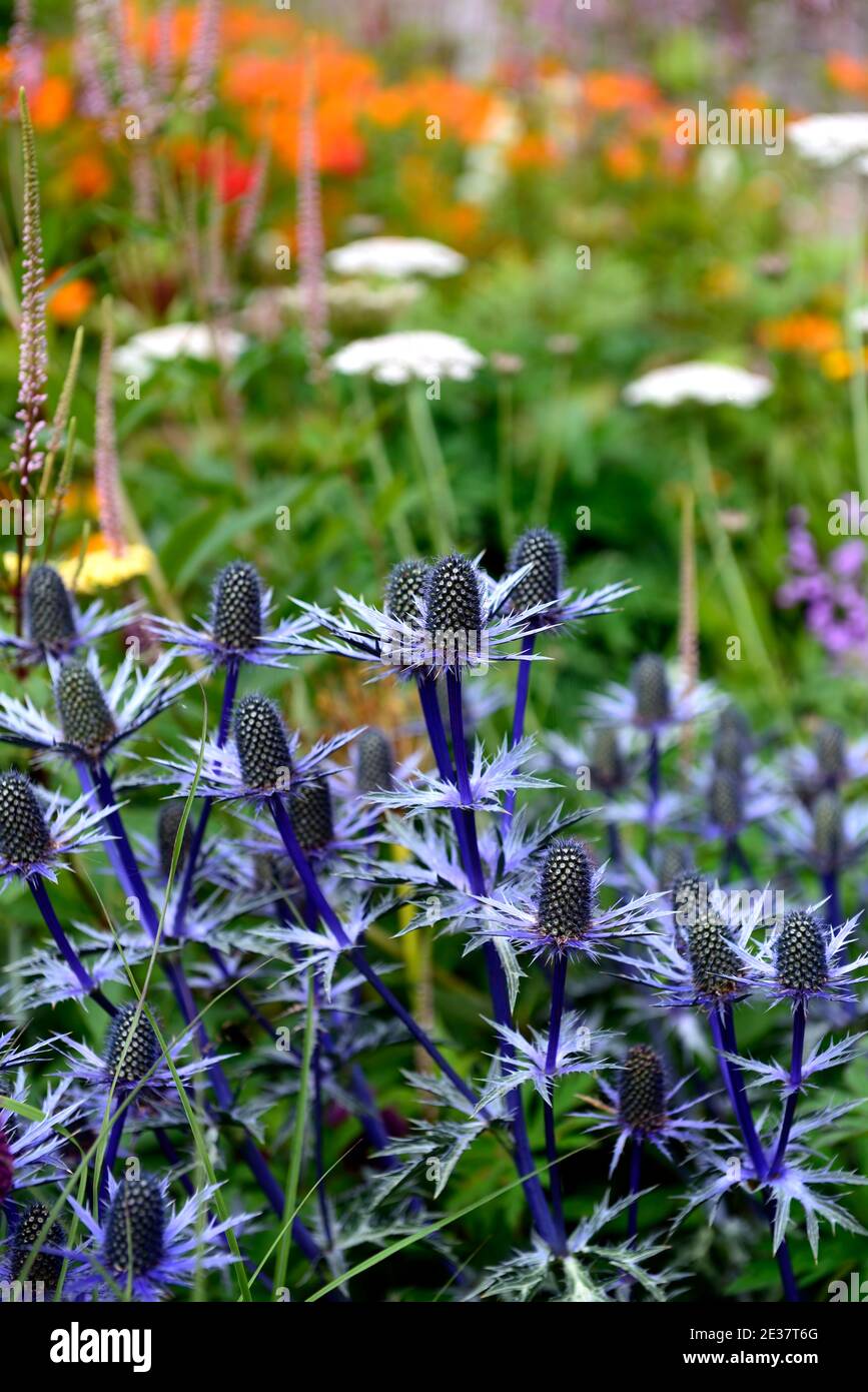 Eryngium X Zabelii Big Blue,Sea Holly,blue flowers,blue flower