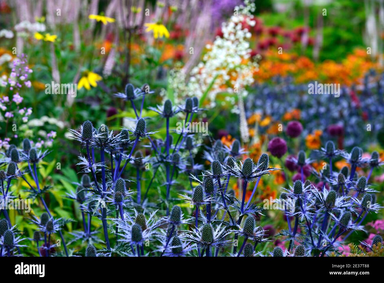 Eryngium X Zabelii Big Blue,Sea Holly,blue flowers,blue flower
