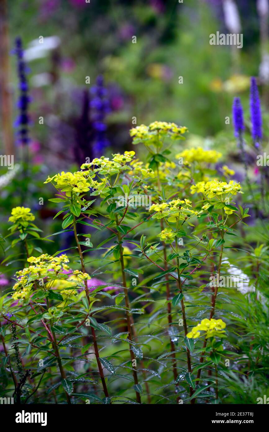 Lime green euphorbia blooms hires stock photography and images Alamy