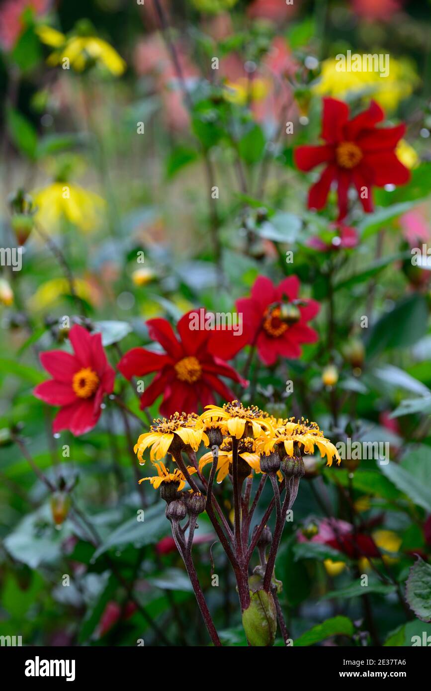 ligularia dentata britt marie crawford,yellow,flowers,flowering,red dahlia,red dahlias,red and yellow flowers,summer,perennials,mixed Stock Photo
