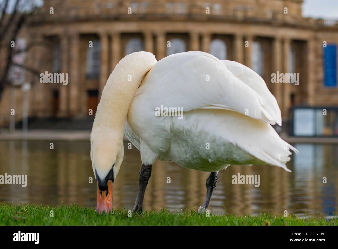 White swan in Stuttgart, New Castle (Neues Schloss) on the background  Staatsoper Stuttgart (State Opera) Stock Photo