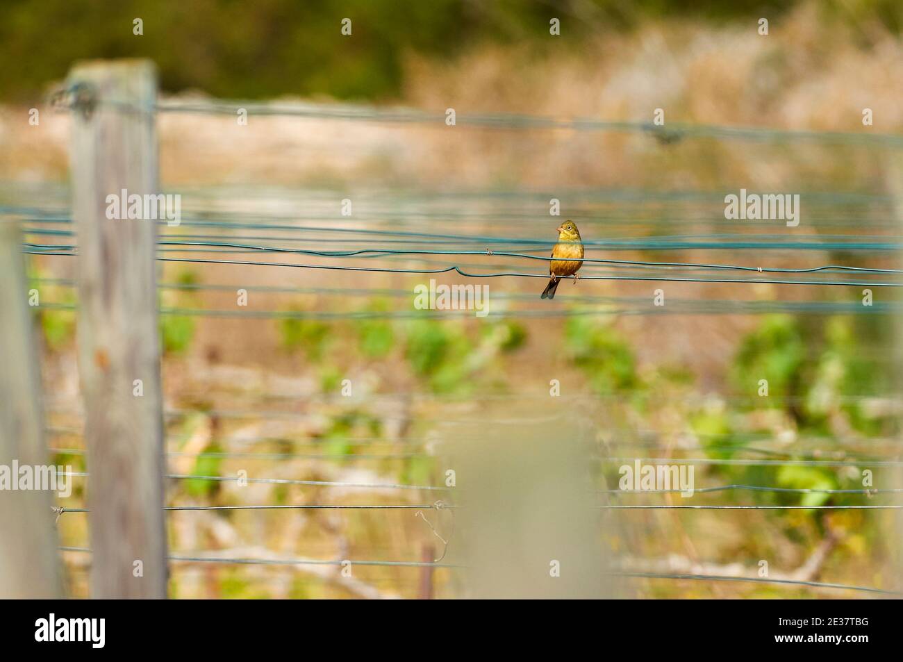 Ortolan bunting bird (Emberiza hortulana) on a vineyard catch wire at Can Marroig (Ses Salines Natural Park, Formentera, Balearic Islands, Spain) Stock Photo