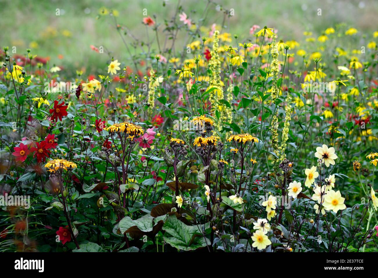 ligularia dentata britt marie crawford,yellow,flowers,flowering,alstroemeria,crocosmia,dahlia,summer,perennials,mixed bed,mixed borde Stock Photo