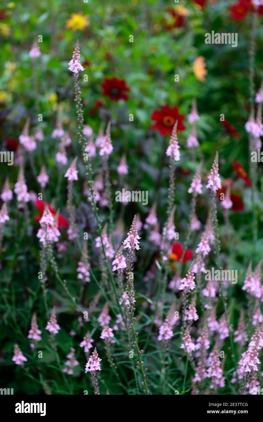 Linaria Dial Park,Toadflax,mauve purple flowers,flowering stems,spires ...
