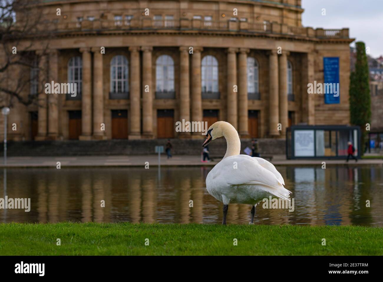 White swan in Stuttgart, New Castle (Neues Schloss) on the background  Staatsoper Stuttgart (State Opera) Stock Photo