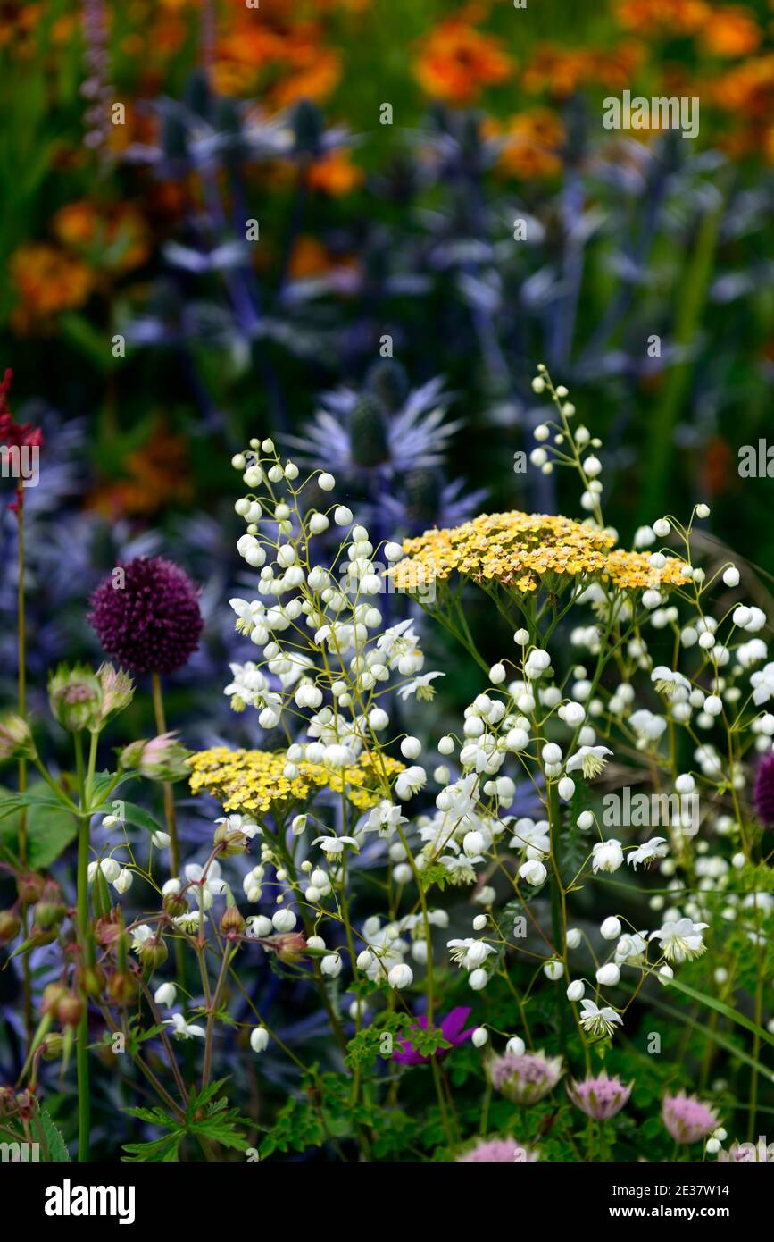 Thalictrum delavayi Splendide White,allium sphaerocephalon,Eryngium X Zabelii Big Blue,yarrow,achillea,flowering perennials,border,multi-coloured,colo Stock Photo