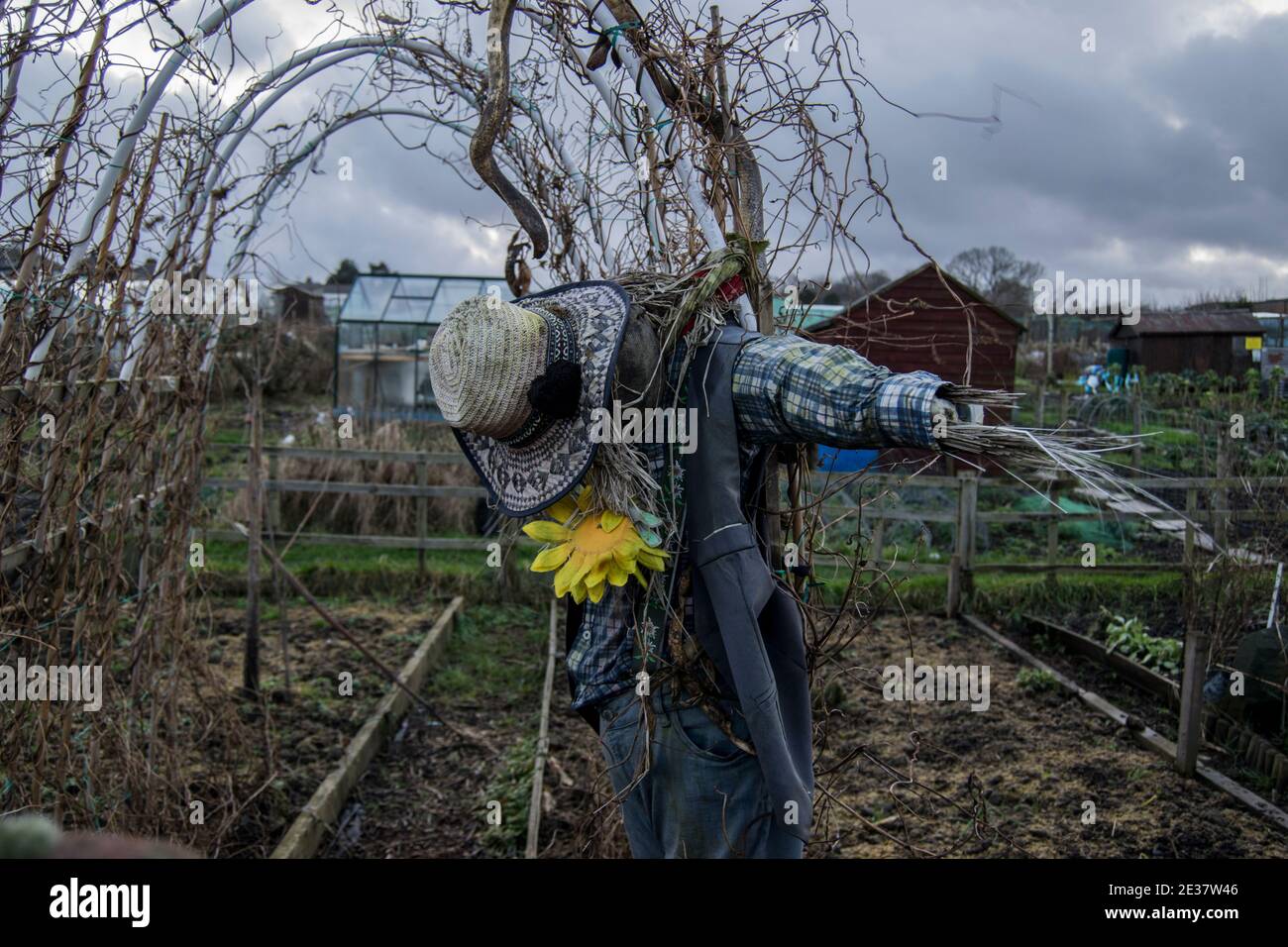 Scarecrow with a sunflower on an allotment Stock Photo