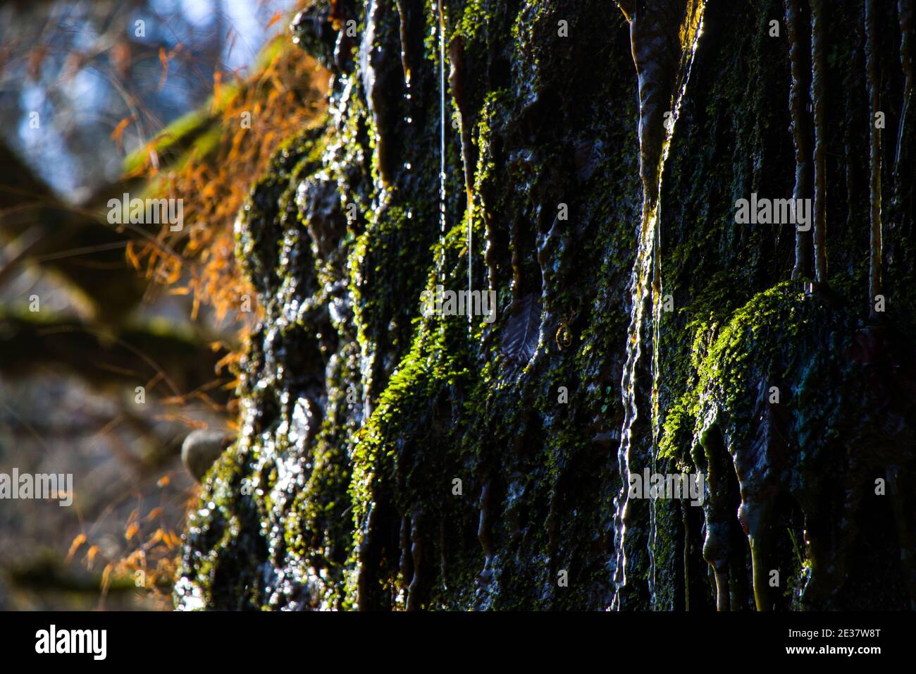 Water cliffs and moss close-up and macro Stock Photo - Alamy