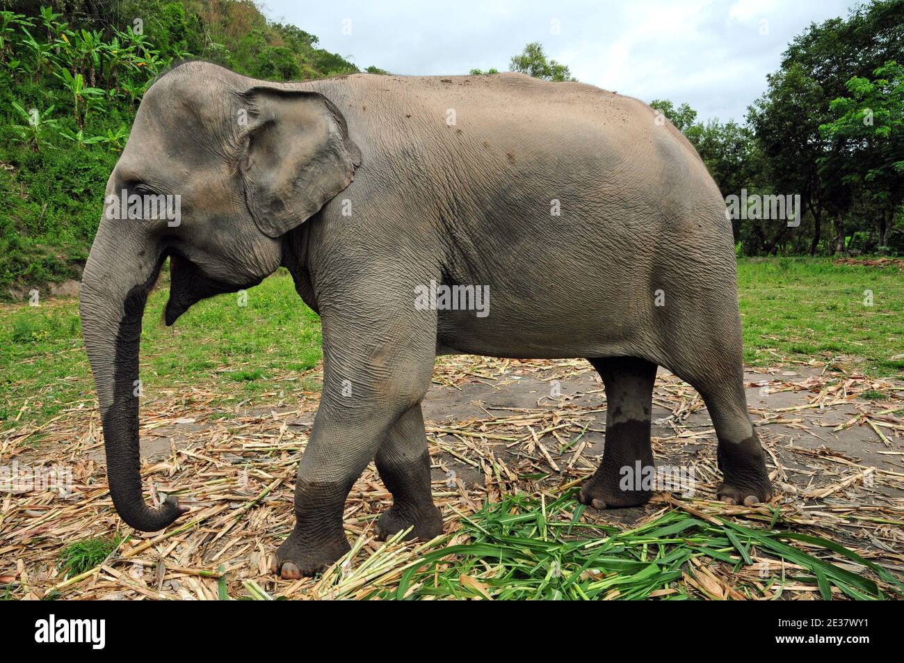 An elephant sanctuary in Chiang Mai. Stock Photo