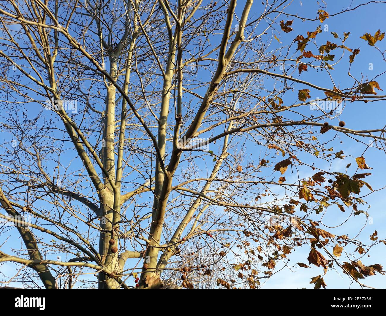 A low angle shot of a tree with dried autumn leaves Stock Photo - Alamy