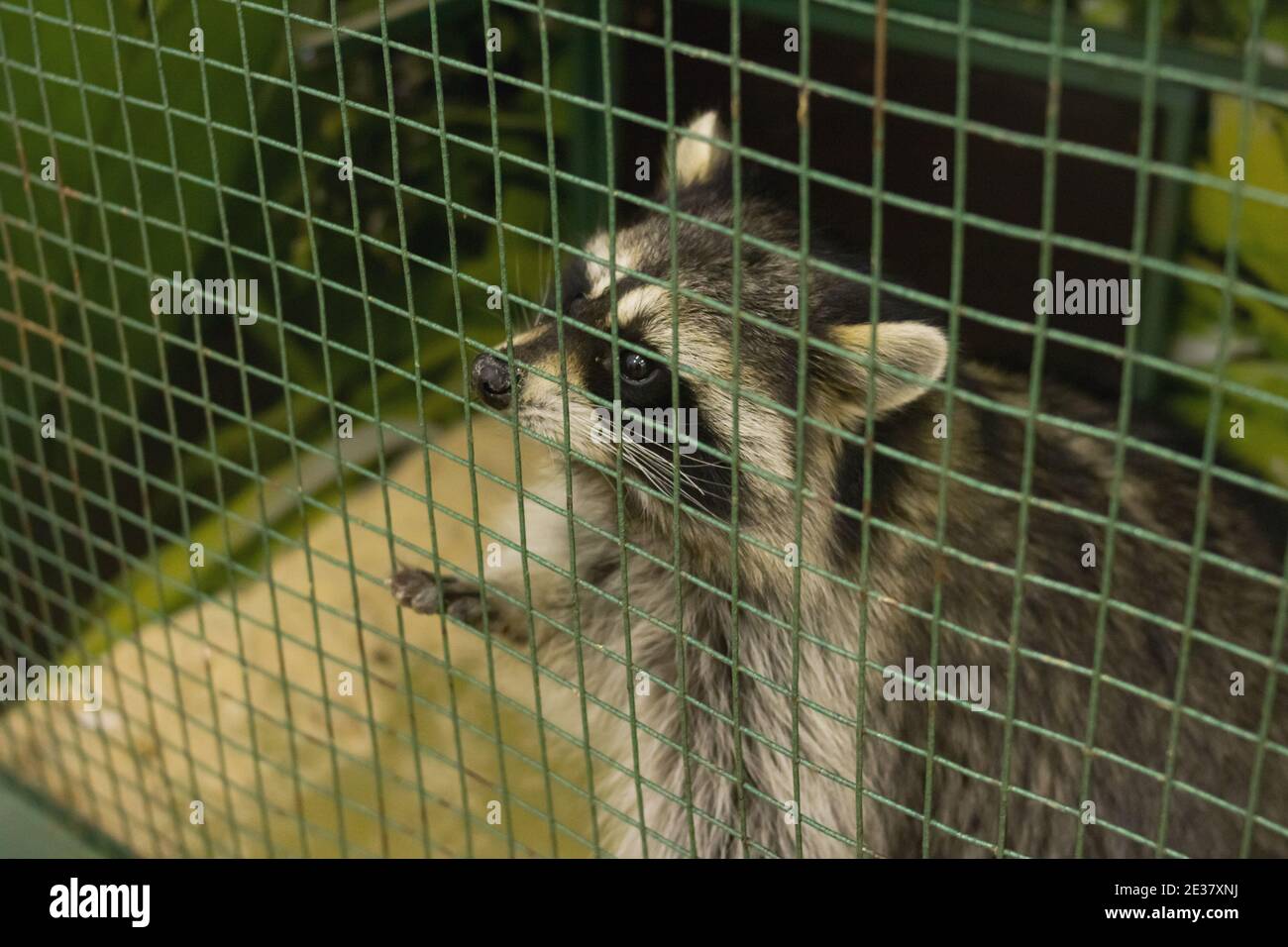 Raccoon in a cage hi-res stock photography and images - Alamy