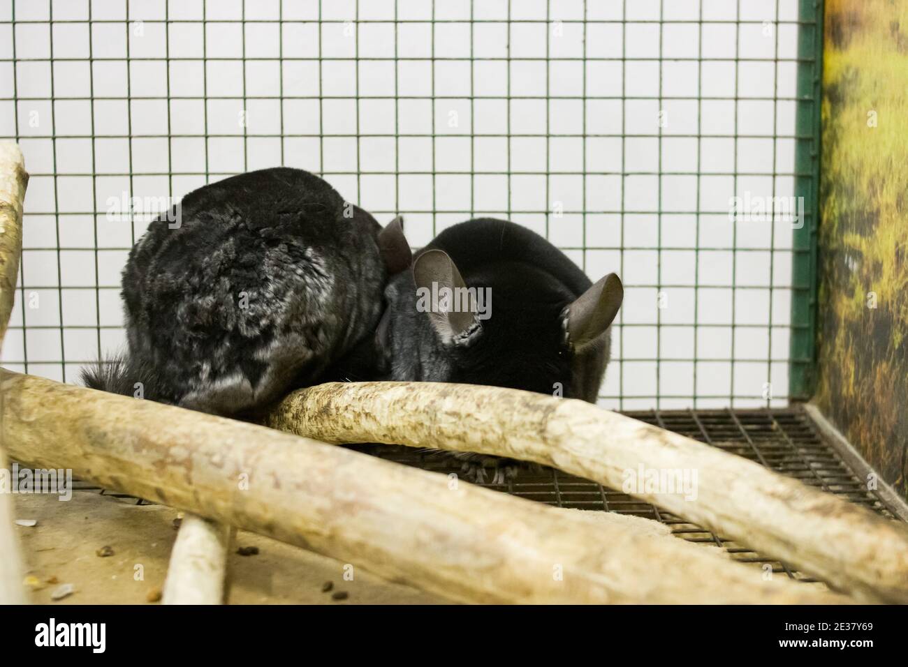 Black and white chinchillas in a cage close up Stock Photo