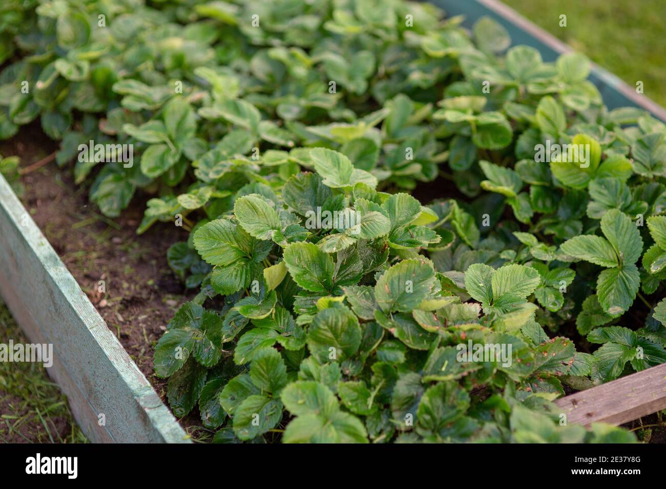 garden bed with lush green strawberry bushes Stock Photo - Alamy