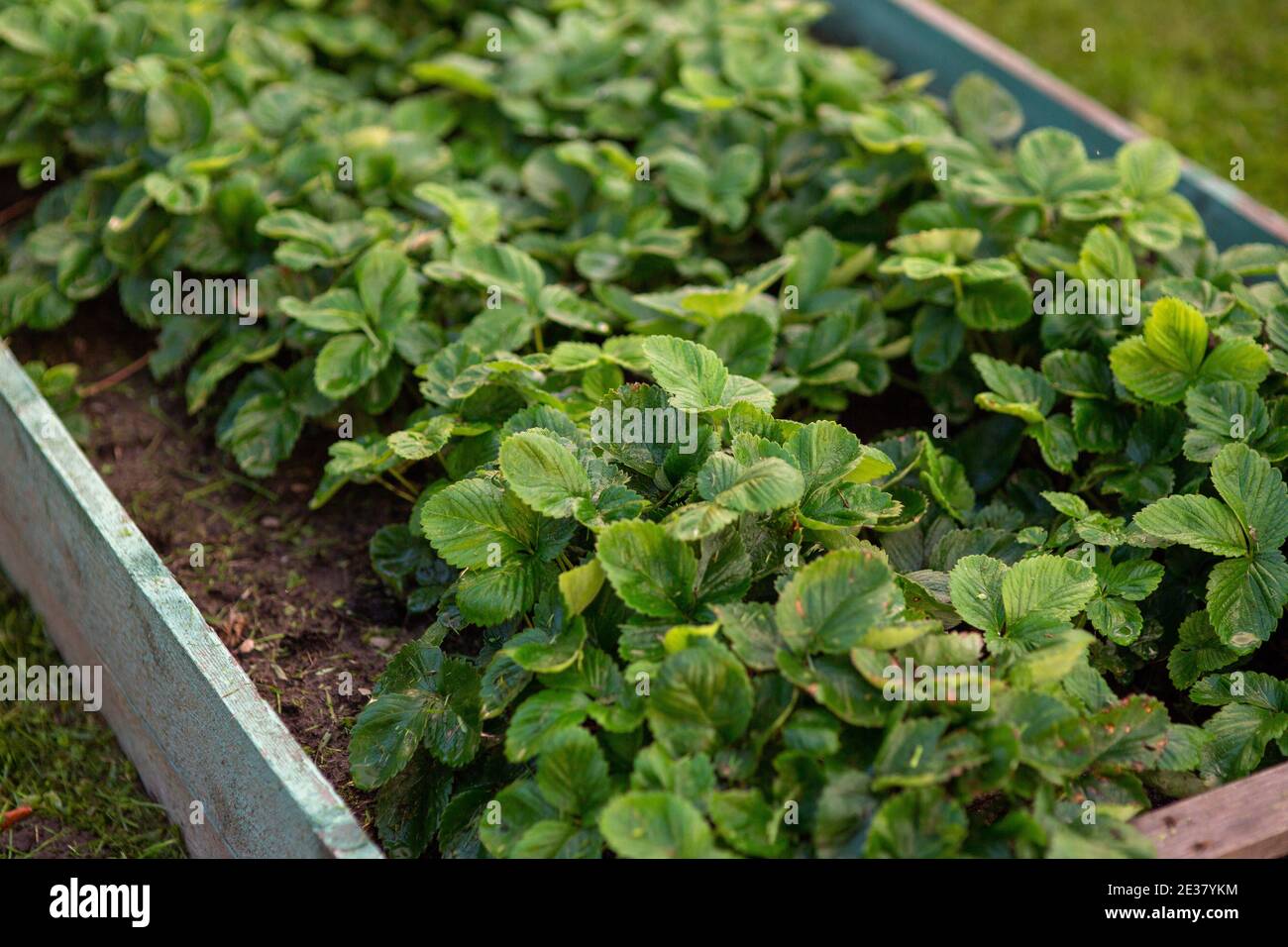garden bed with lush green strawberry bushes Stock Photo - Alamy