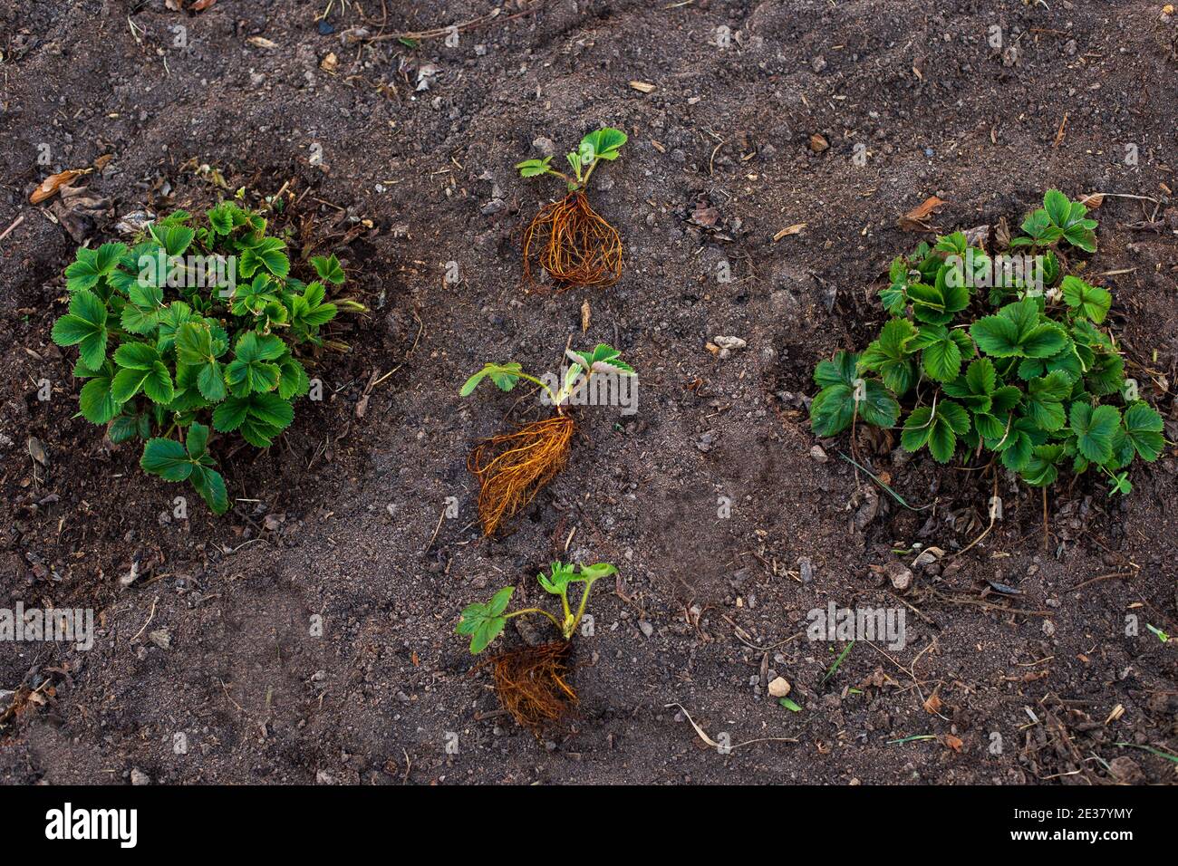 Strawberry plant roots hires stock photography and images Alamy