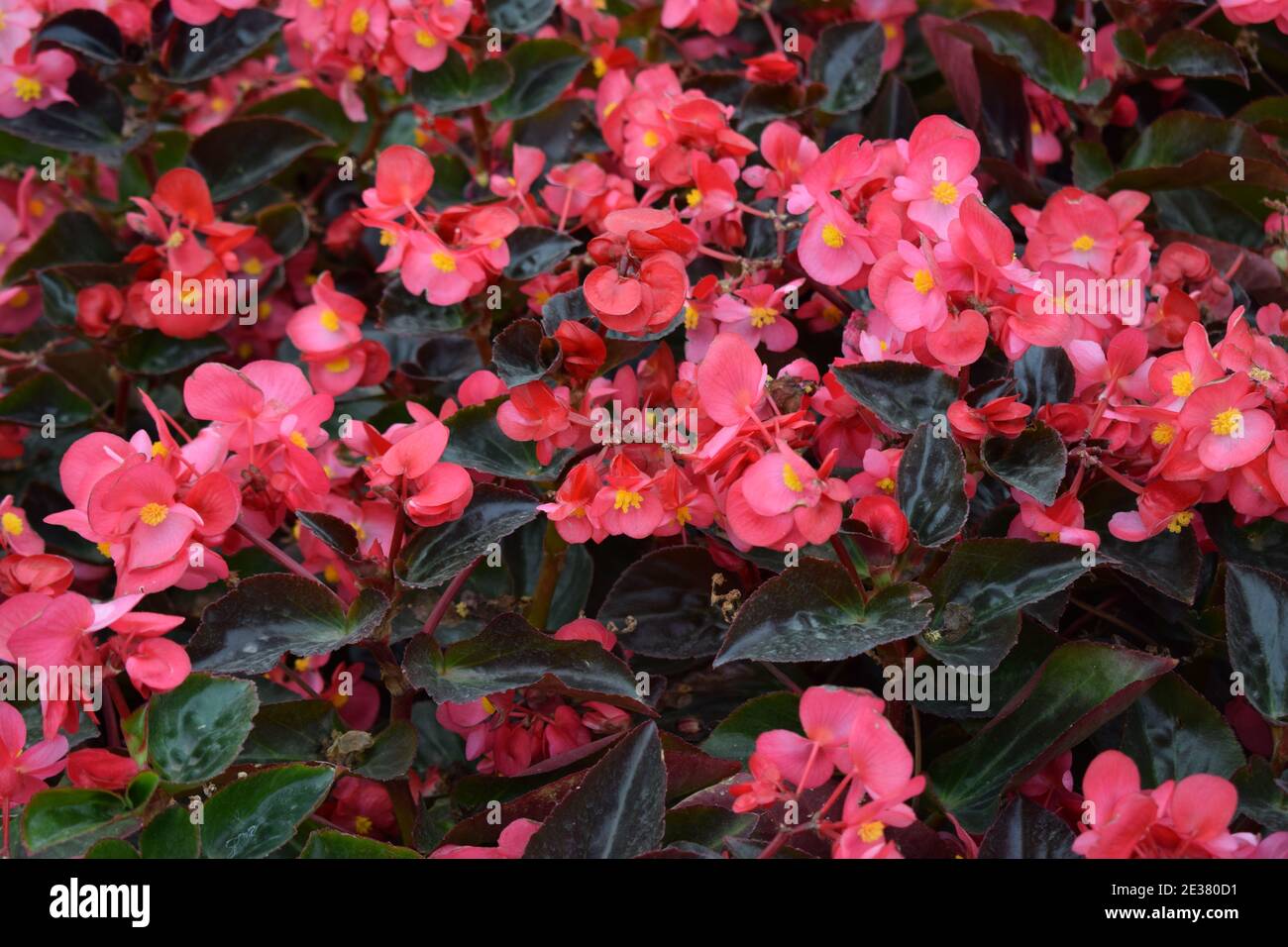 Pink Begonia semperflorens. Wax Begonia (Begonia semperflorens). Stock Photo