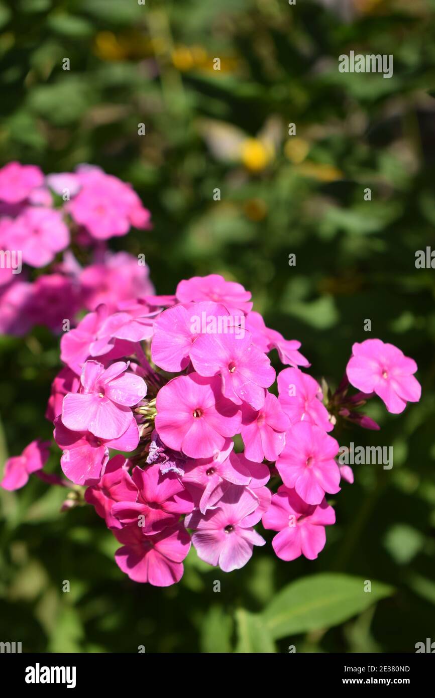 Pink phlox. Purple flowers phlox paniculata. Flowering branch of purple phlox in the garden on a sunny day. Copy space. Soft blurred selective focus. Stock Photo