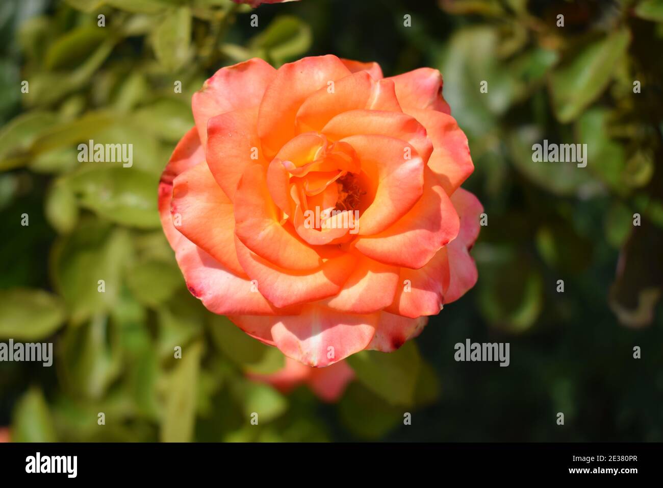 Beautiful rose and orange roses in garden. Blooming roses. Orange roses ...