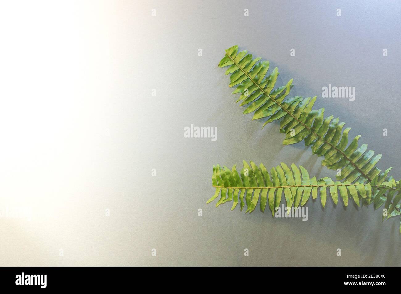 Nephrolepis fern background Stock Photo