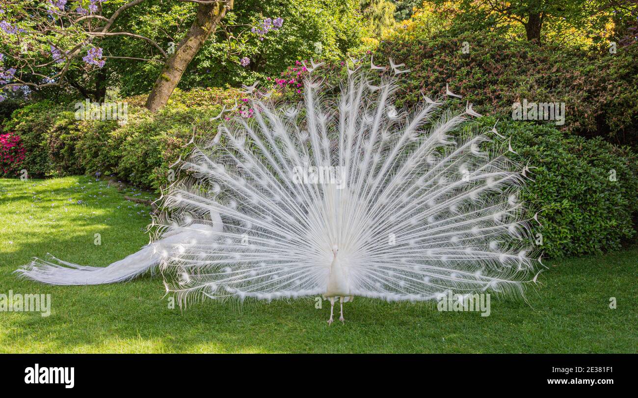 A white peacock fans his feathers in full, this peacock has only white