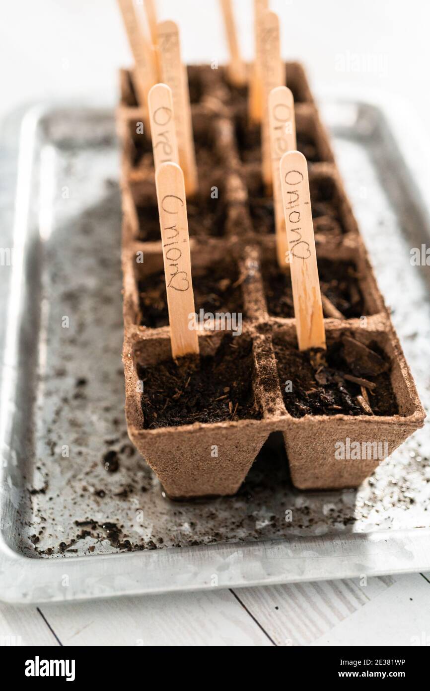 Planting seeds into peat moss pots to start an indoor vegetable garden Stock Photo Alamy