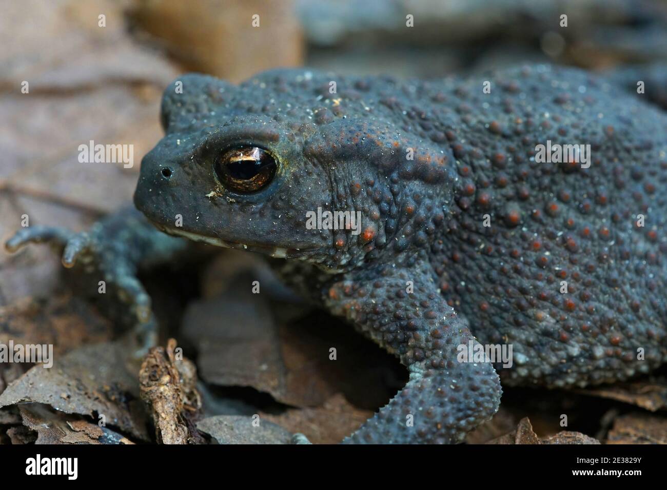 The common toad, Bufo bufo on fallen leafs Stock Photo