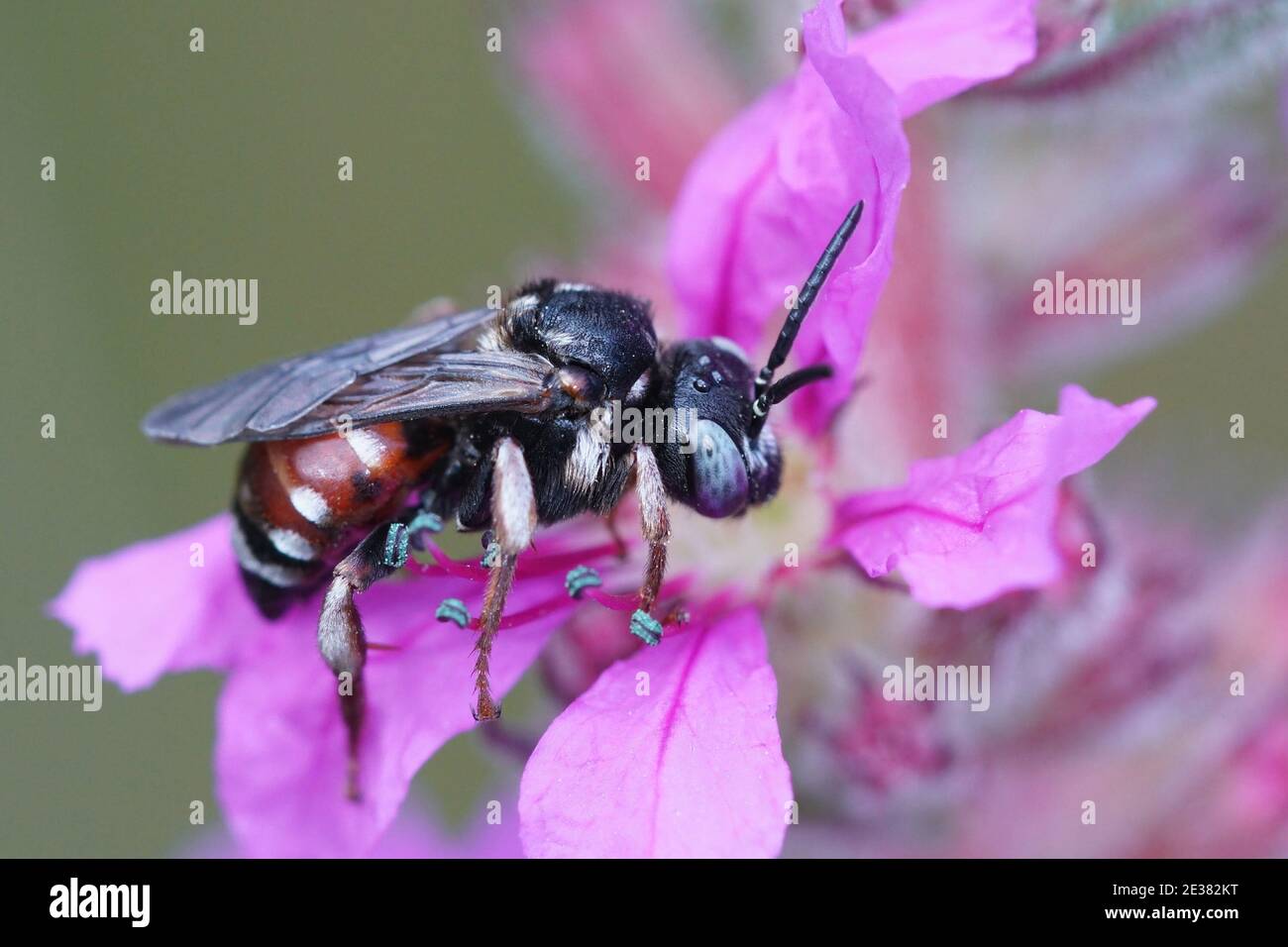 A colorful cleptoparasite bee, Epeoloides, Epeoloides, on a purple flower Stock Photo