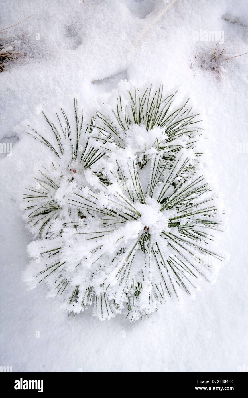 Pine needles weighted down with snow Stock Photo - Alamy