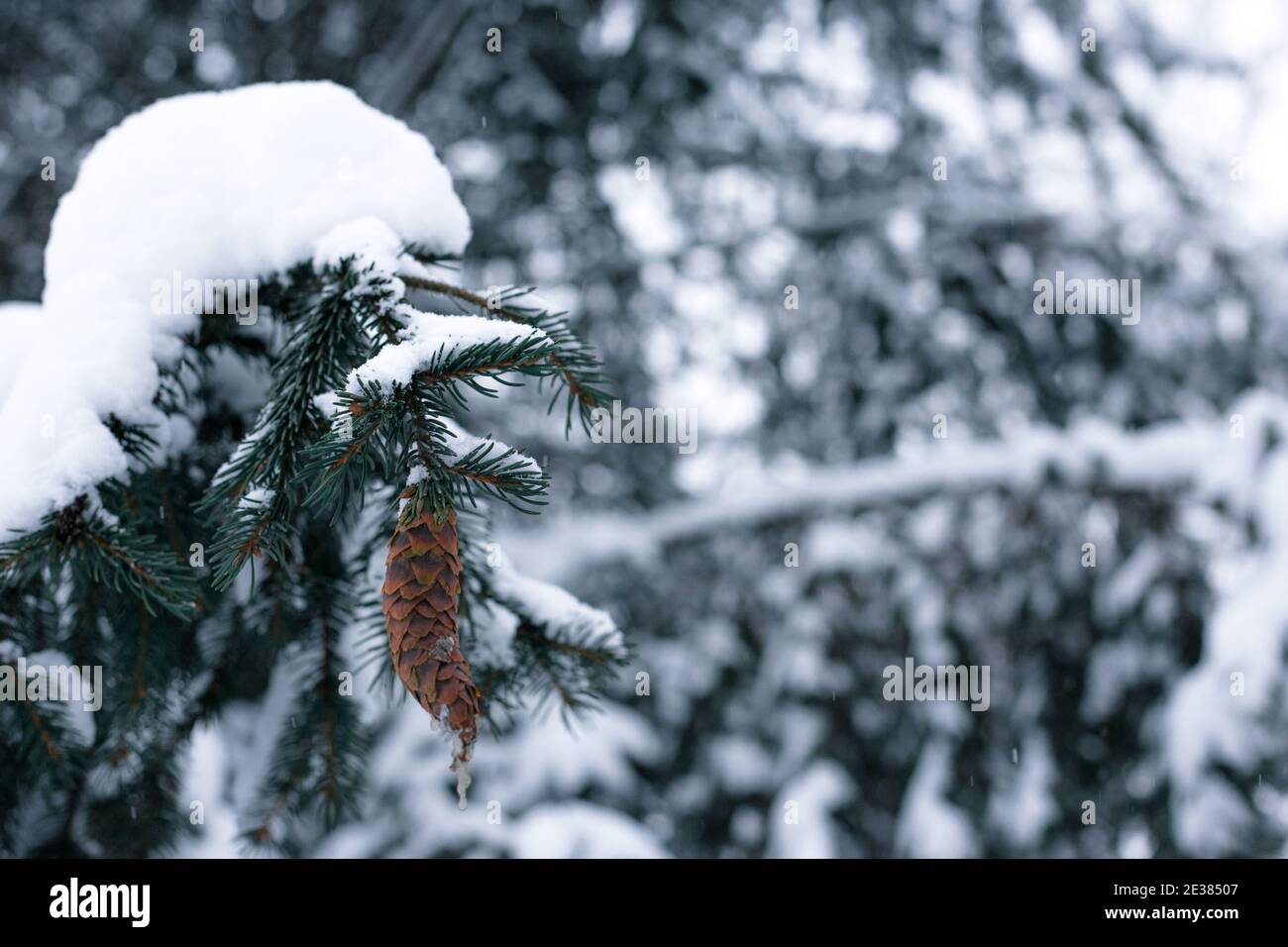 Pine cone on a spruce covered with snow Stock Photo - Alamy