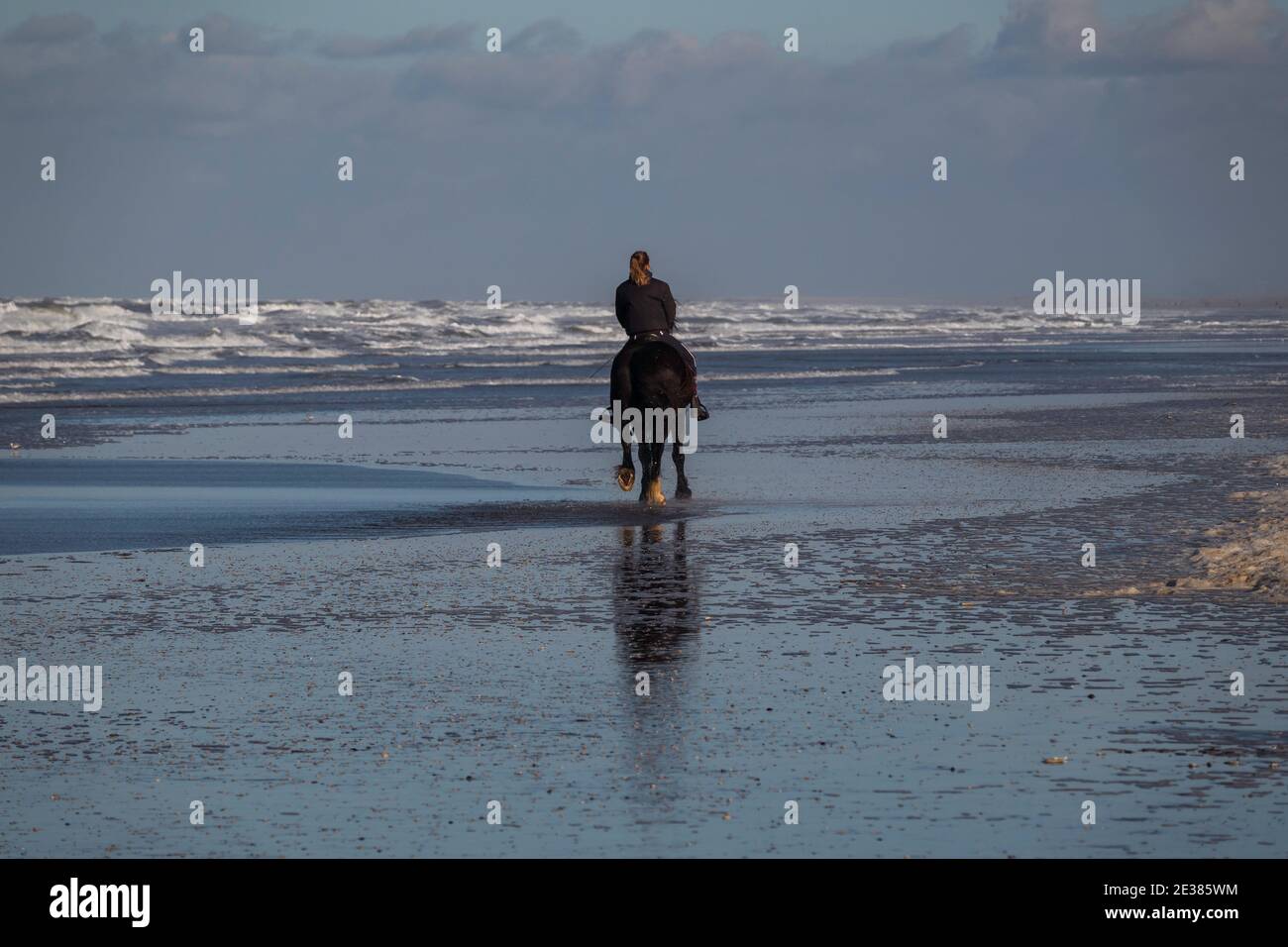 Oostvoorne,Holland,13-jan-2021:backside of a woman riding horse on the beach in the winter with waves on the sea Stock Photo