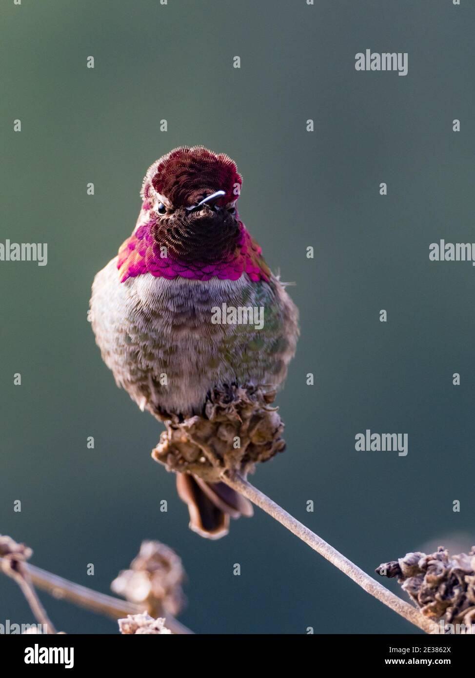 Anna's Hummingbird, Calypte anna, a bird showing its bright gorgeous gorget feathers in La Jolla, California, USA Stock Photo