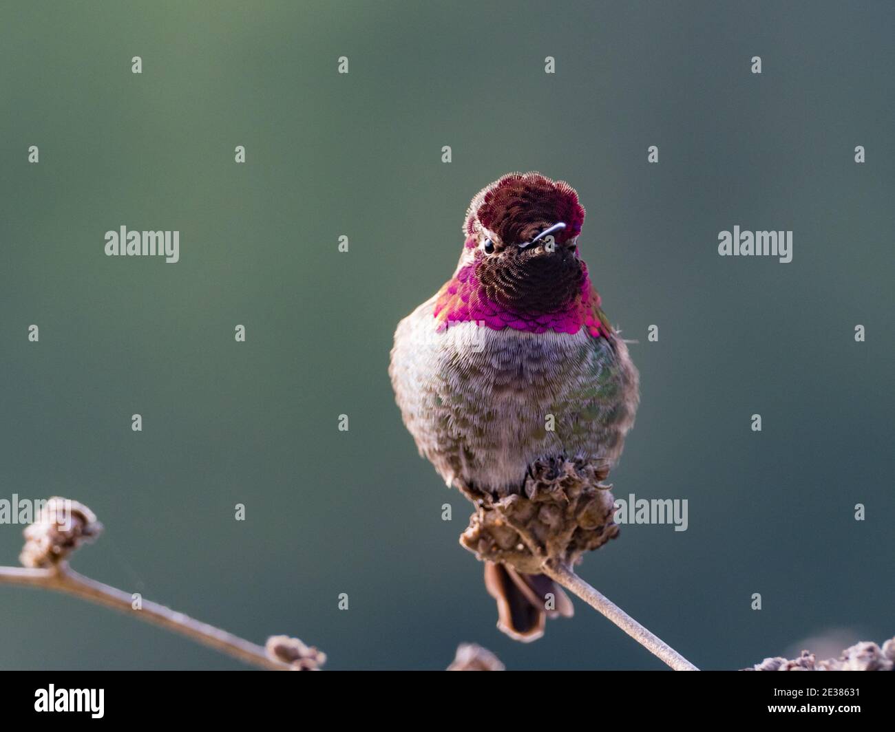 Anna's Hummingbird, Calypte anna, a bird showing its bright gorgeous gorget feathers in La Jolla, California, USA Stock Photo