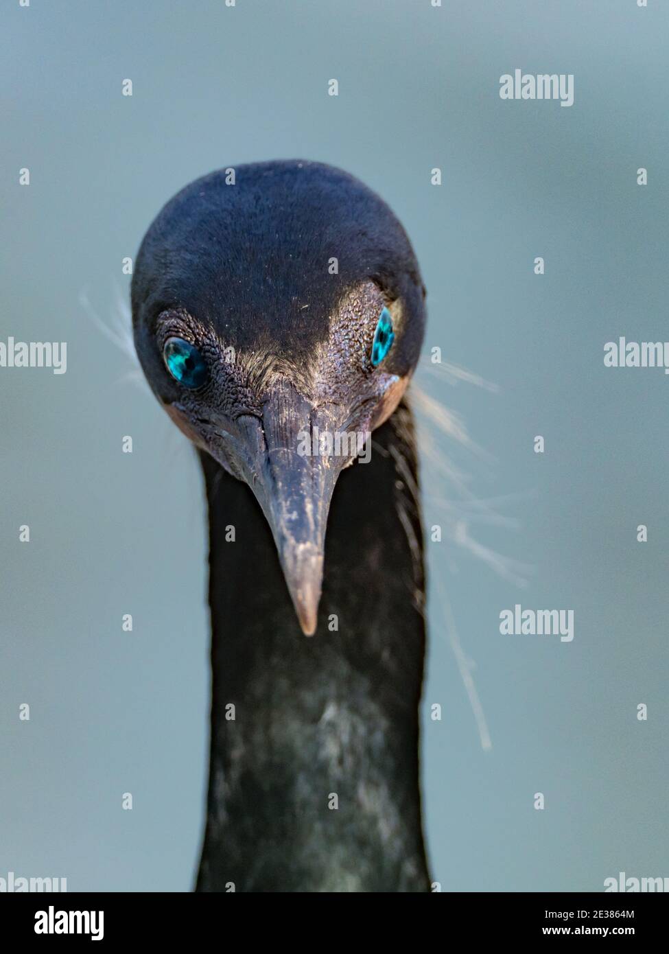 The incredible blue eyes of Brandt's cormorant, Phalacrocorax penicillatus, a breeding seabird on the cliffs of La Jolla cove, San Diego, California, Stock Photo