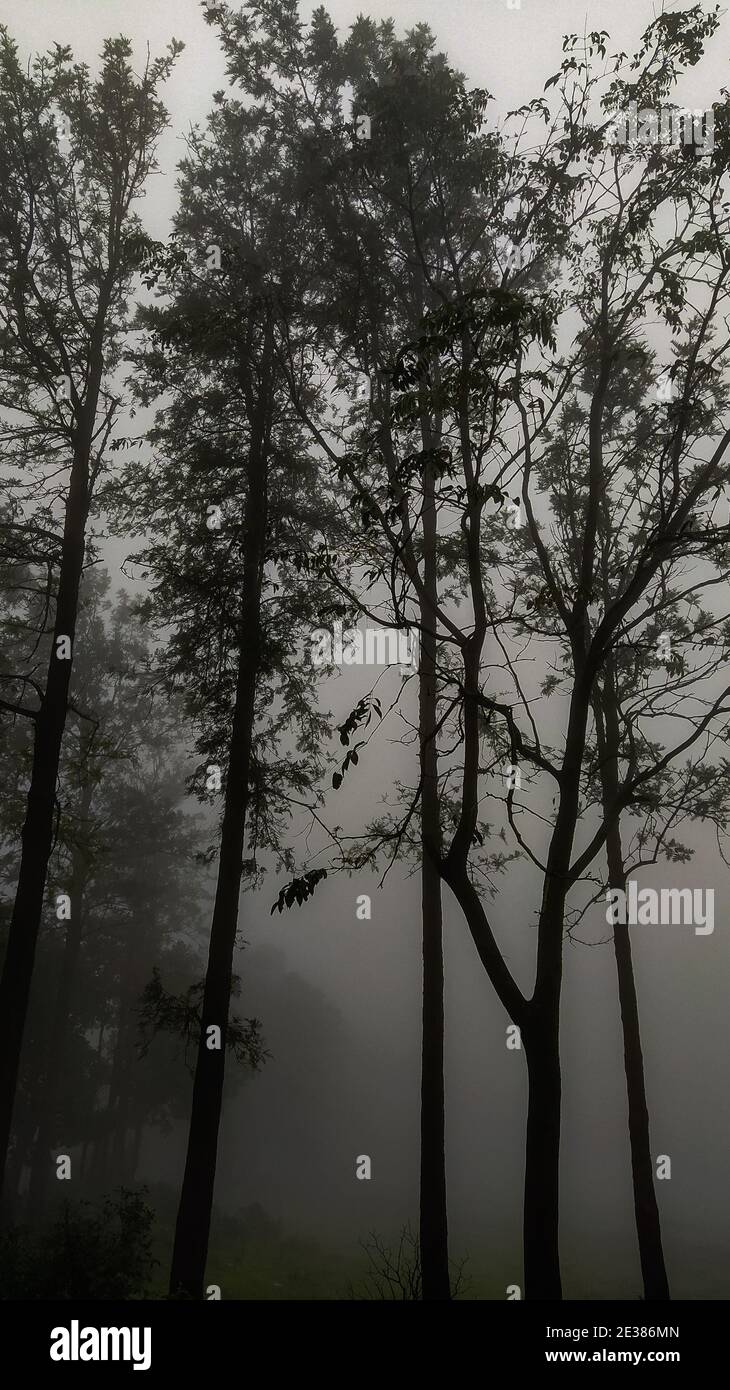 A vertical shot of tall trees in a misty forest Stock Photo - Alamy