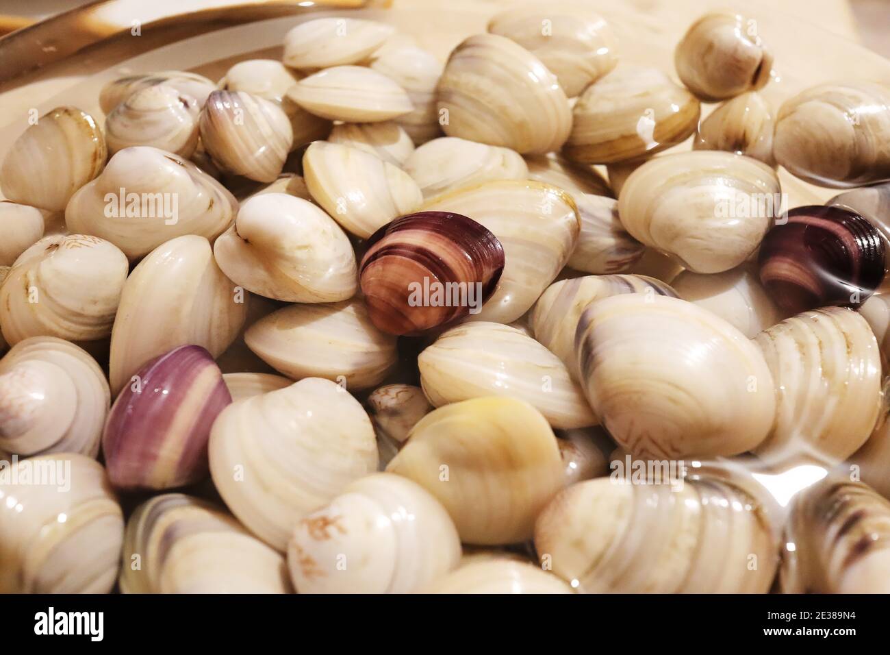 White mussels soaked in water Stock Photo