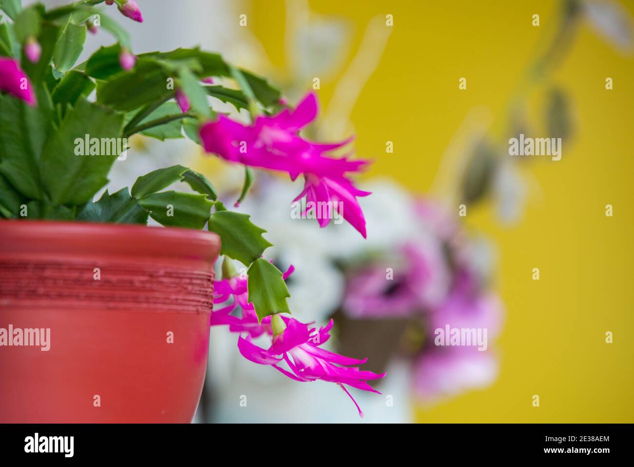 Blooming schlumbergera also called Christmas cactus or crab cactus Stock Photo