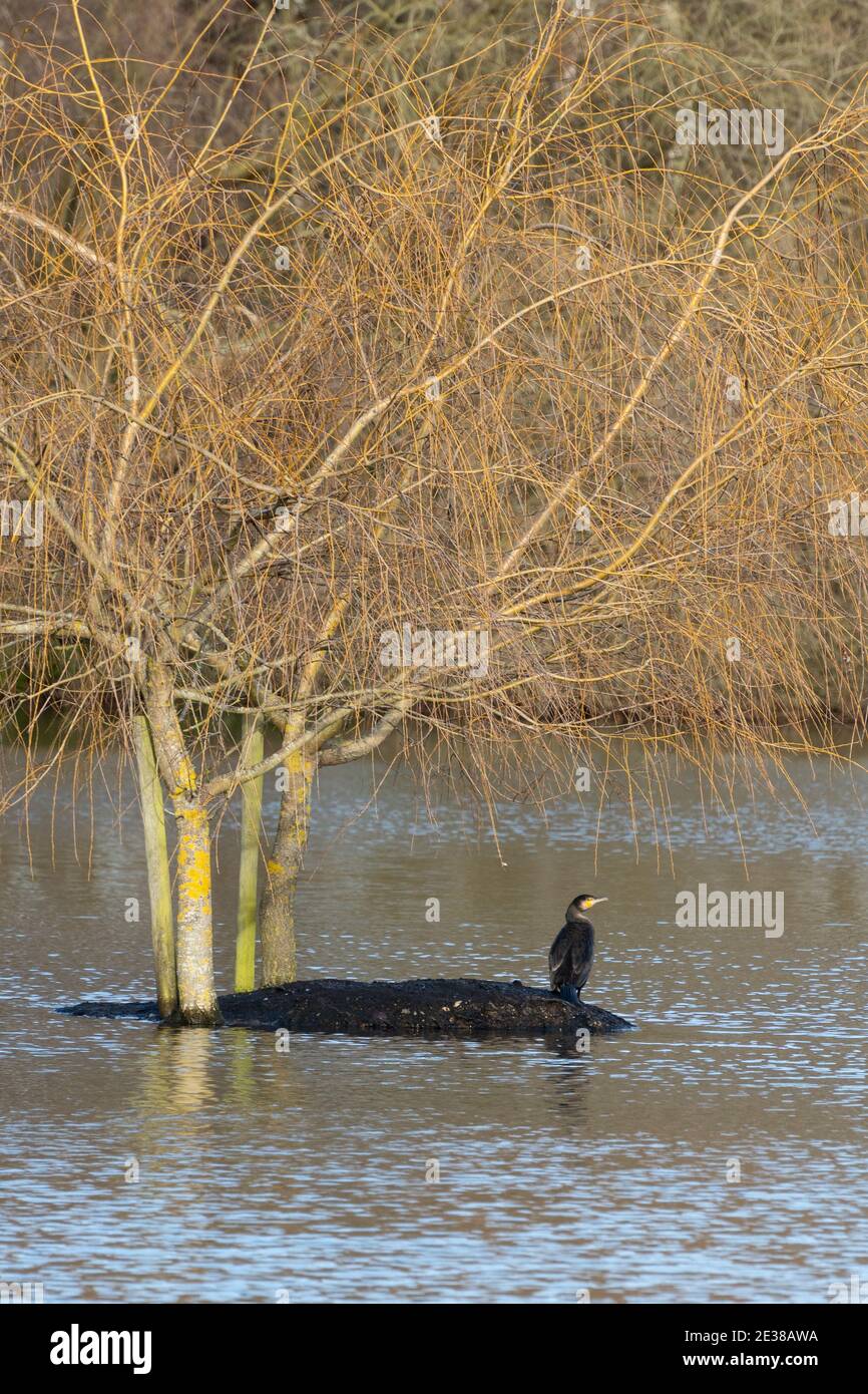 Cormorant (Phalacrocorax carbo) on an island in the middle of a lake ...