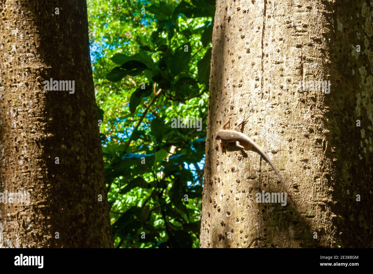 Tropical Skink lizard on the tree bark in the rainforest with sunlight Stock Photo