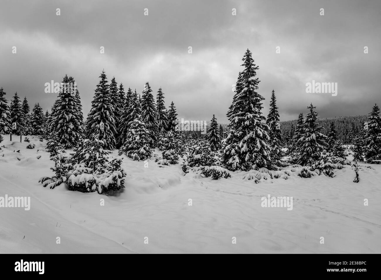 Mountain snow fir trees Black and White Stock Photos & Images - Alamy