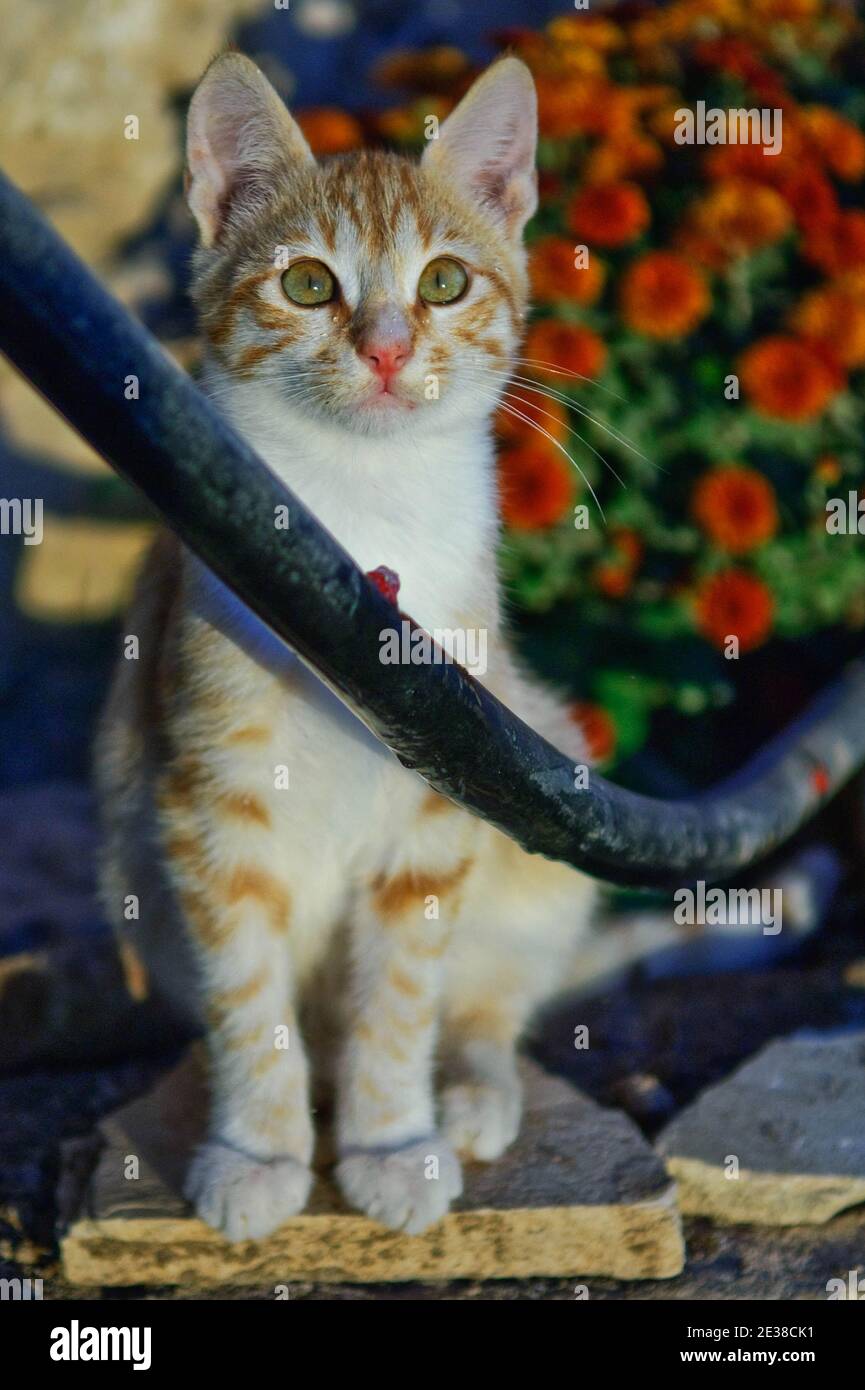 Small marmalade kitten staring out after drinking from a drip to a