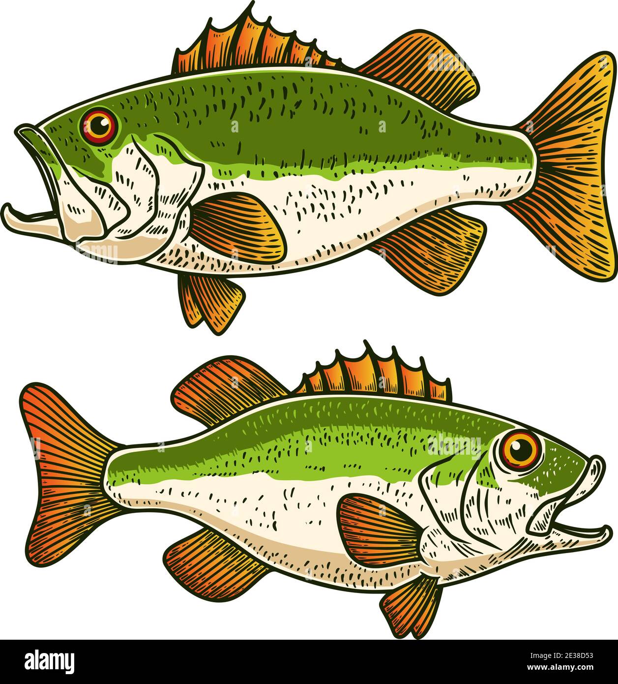 Illustrations of bass fish in engraving style. Design element for  poster,card, banner, sign, emblem. Vector illustration Stock Vector Image &  Art - Alamy