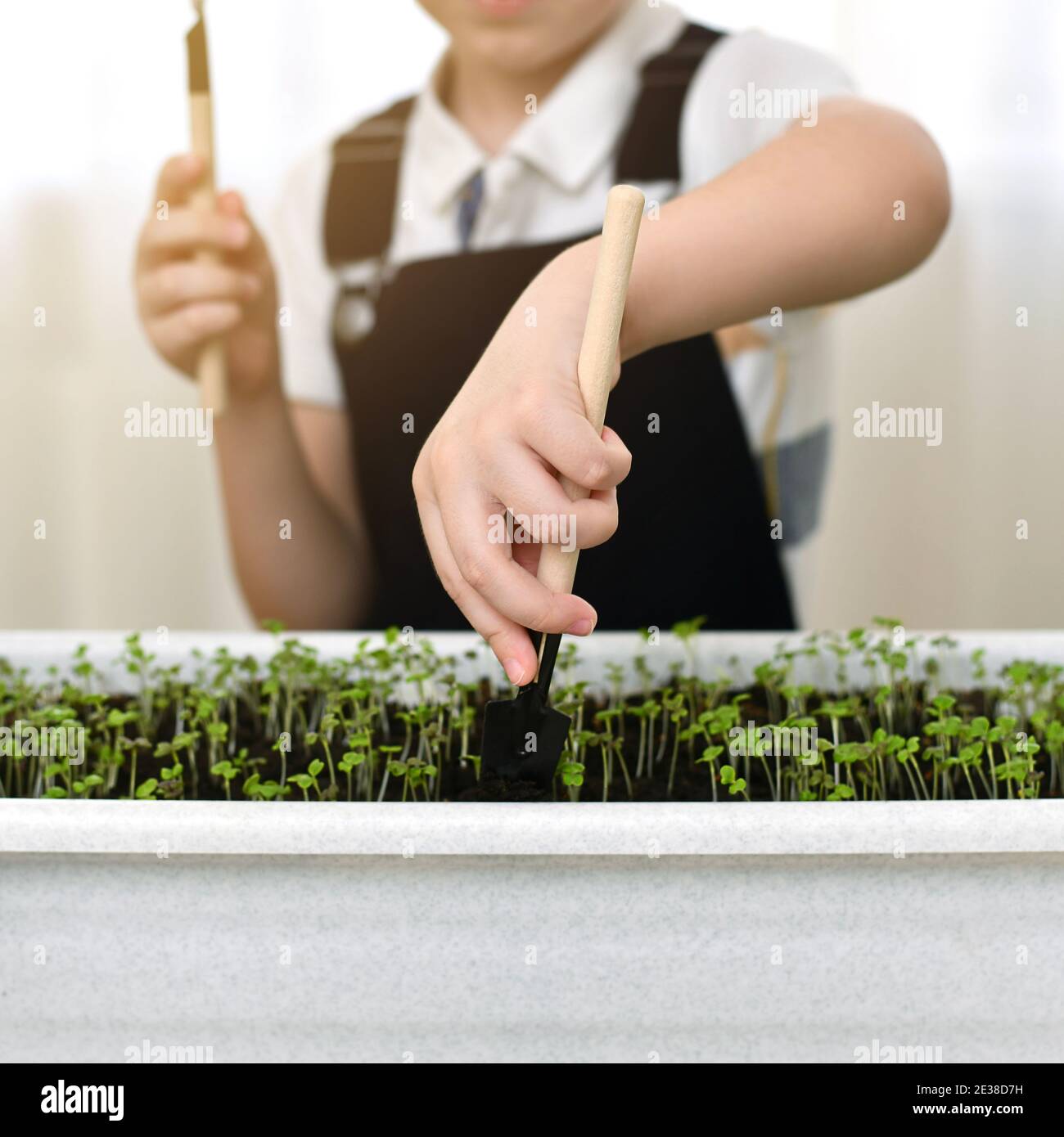 The hands of a child with a bayonet small shovel loosening the soil in a long flower pot with sprouting sprouts of young greenery. Home gardening. Stock Photo