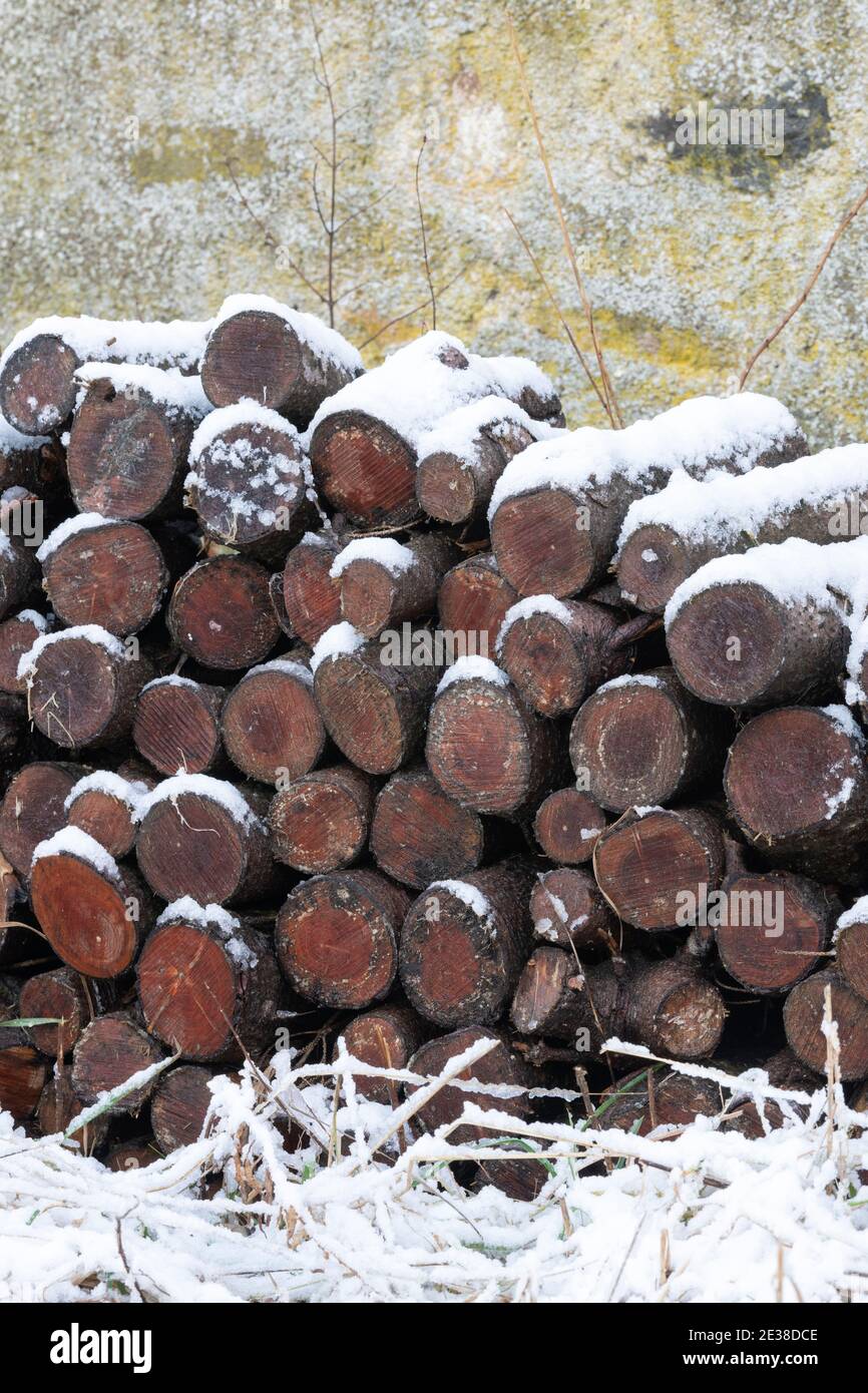 A Snow-Covered Stack of Firewood Stock Photo