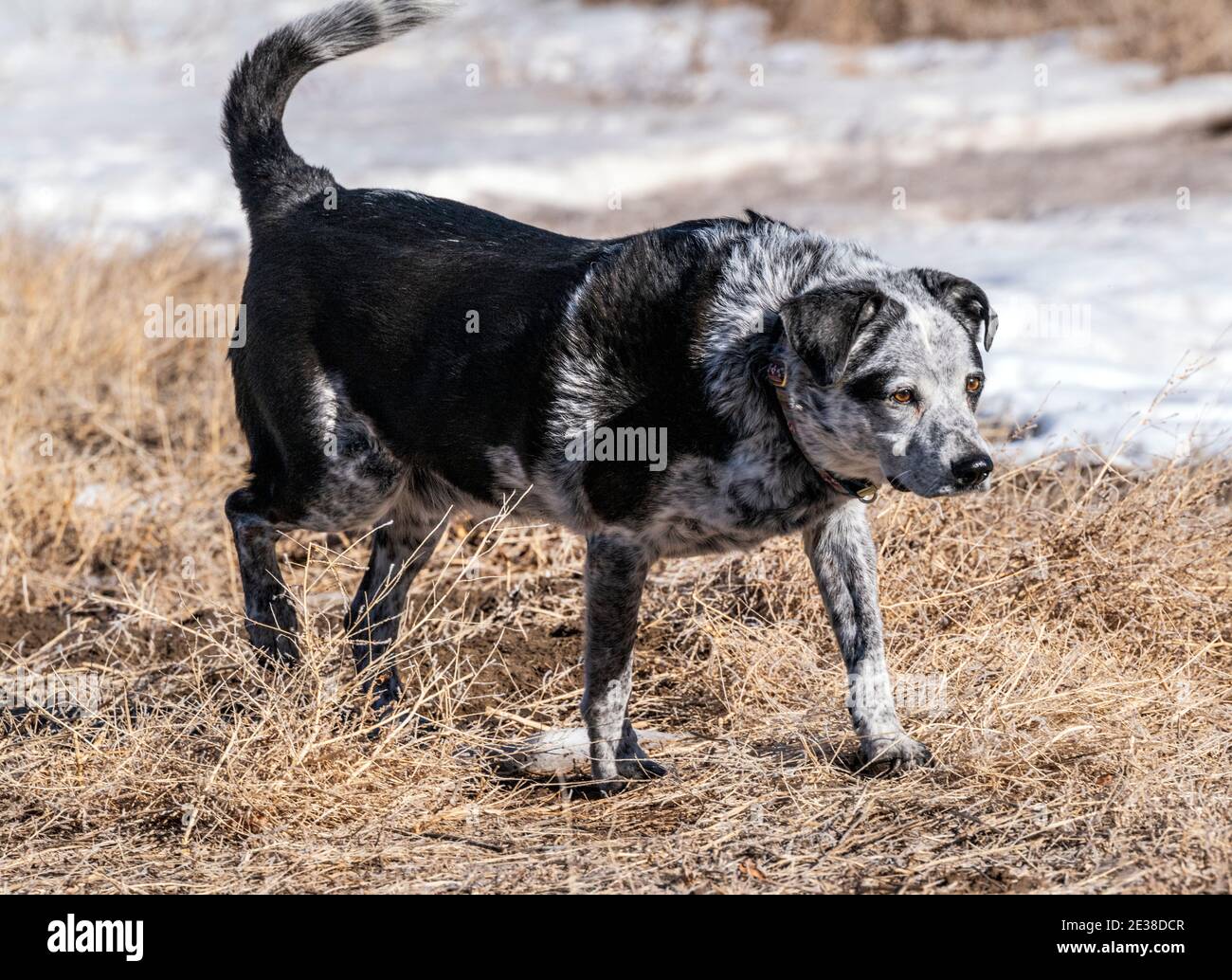 Mixed breed dog running on a central Colorado Ranch; USA Stock Photo