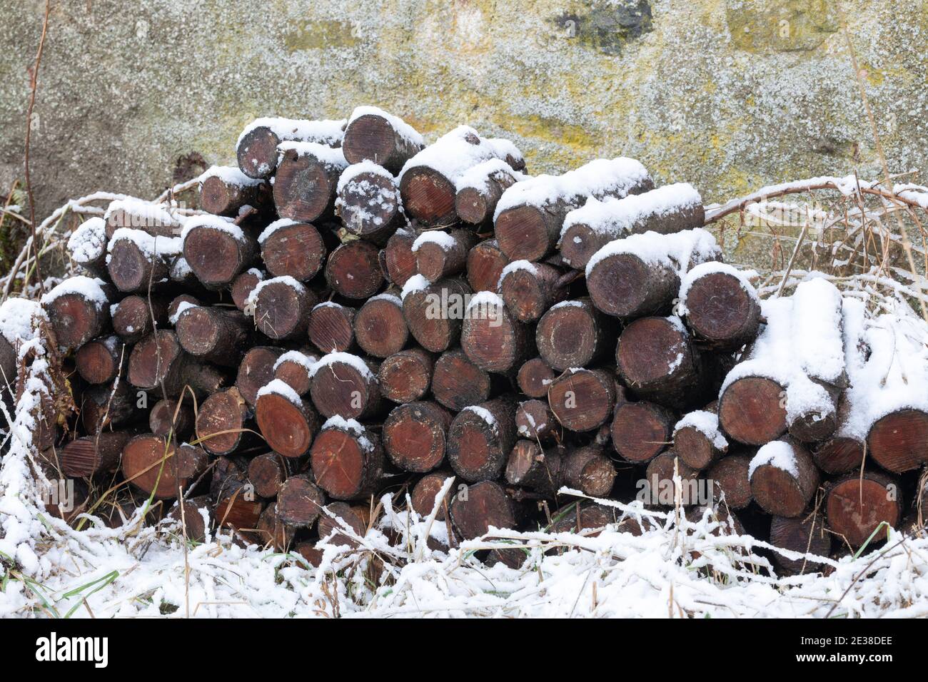 A Pile of Unseasoned Logs Covered with Snow Stock Photo