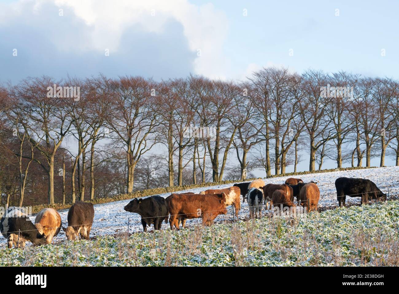 Cattle Behind an Electric Fence Feeding on Turnips (Neeps) on a Scottish Farm in Winter Stock Photo