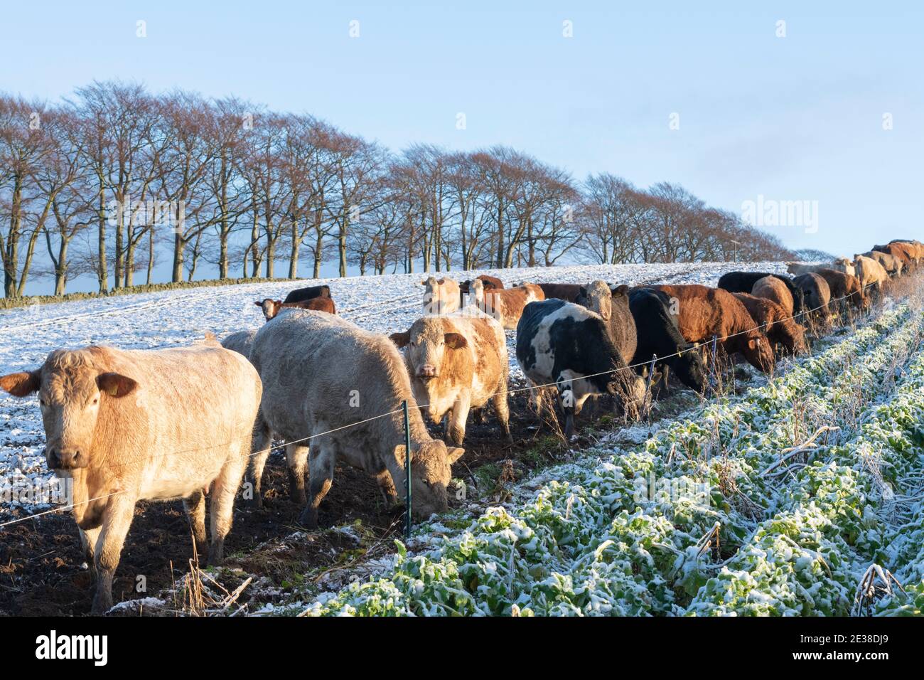 Forage turnips hires stock photography and images Alamy