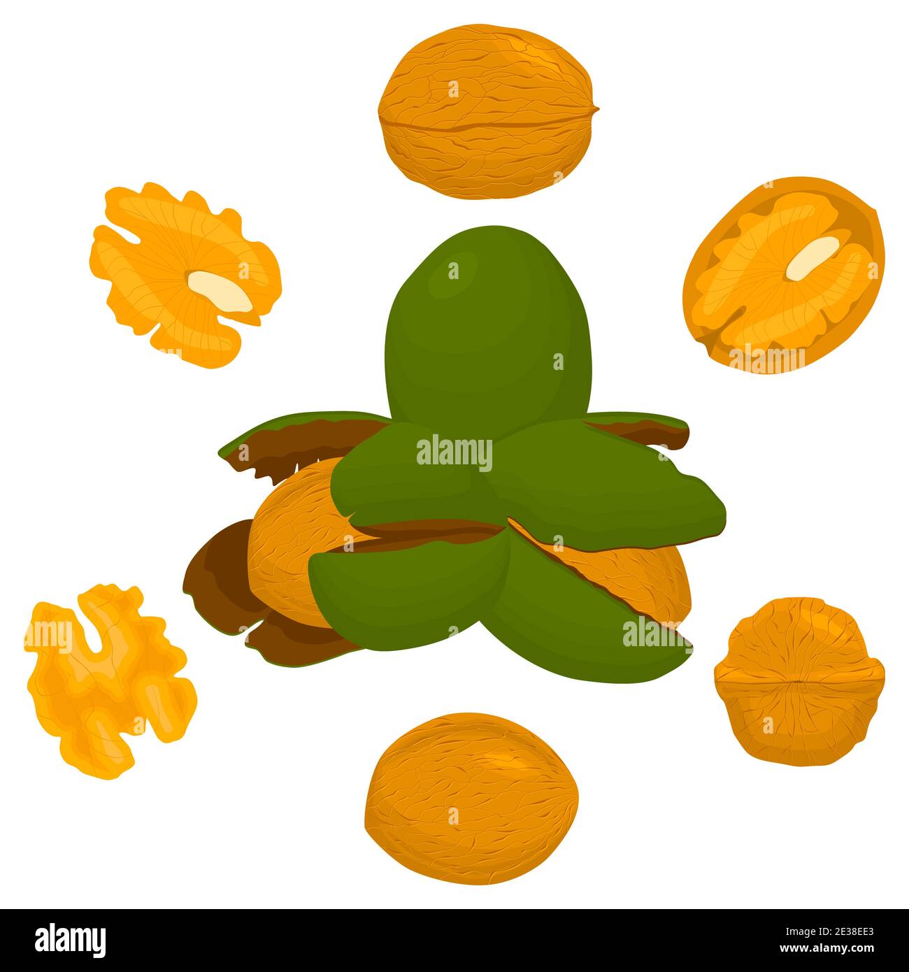Illustration on theme big set different types walnut in nutshell, nut various size. Walnut pattern consisting of kit natural nut to nutshell for organ Stock Vector