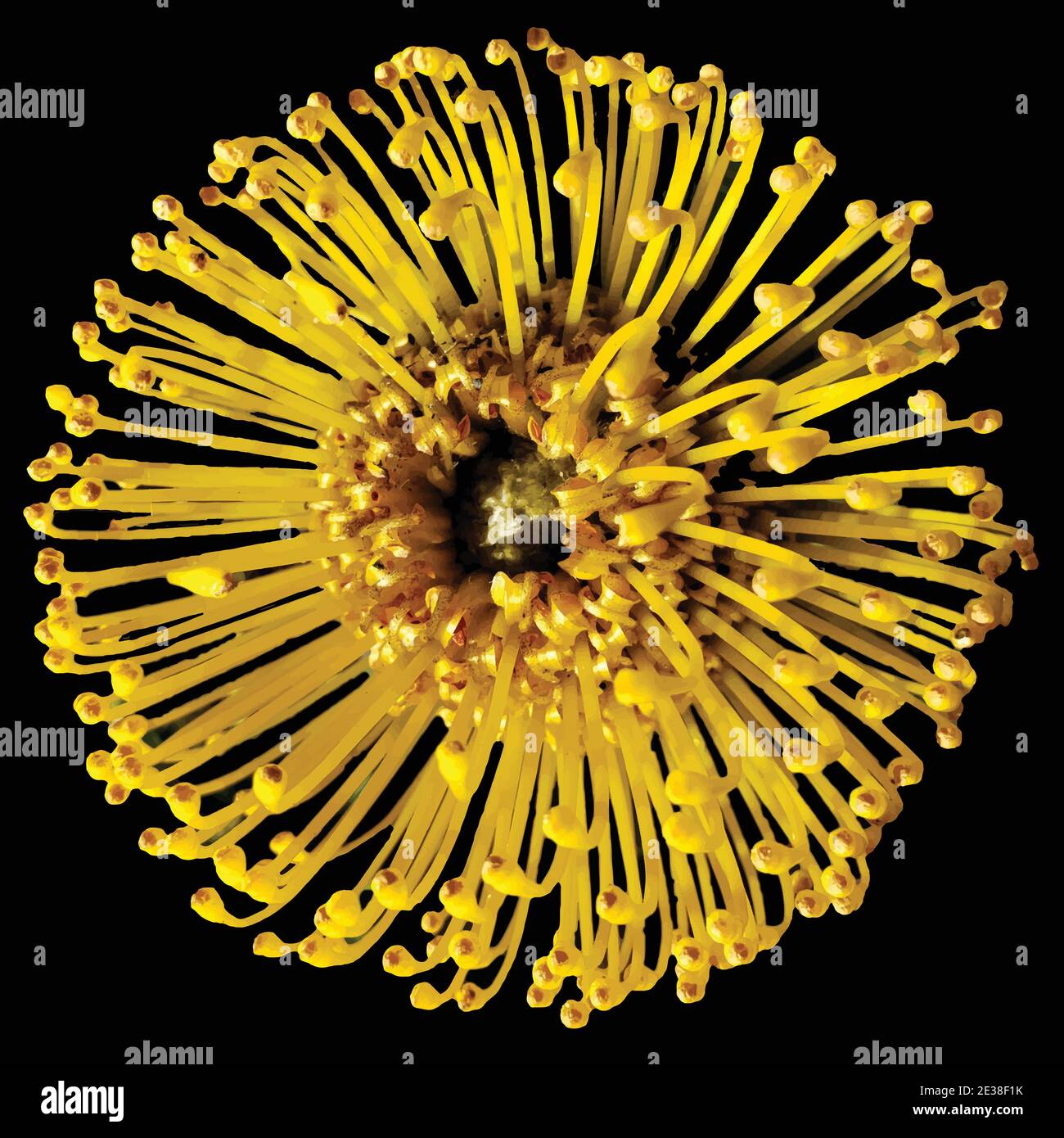 Yellow pincushion flower Stock Vector Images Alamy