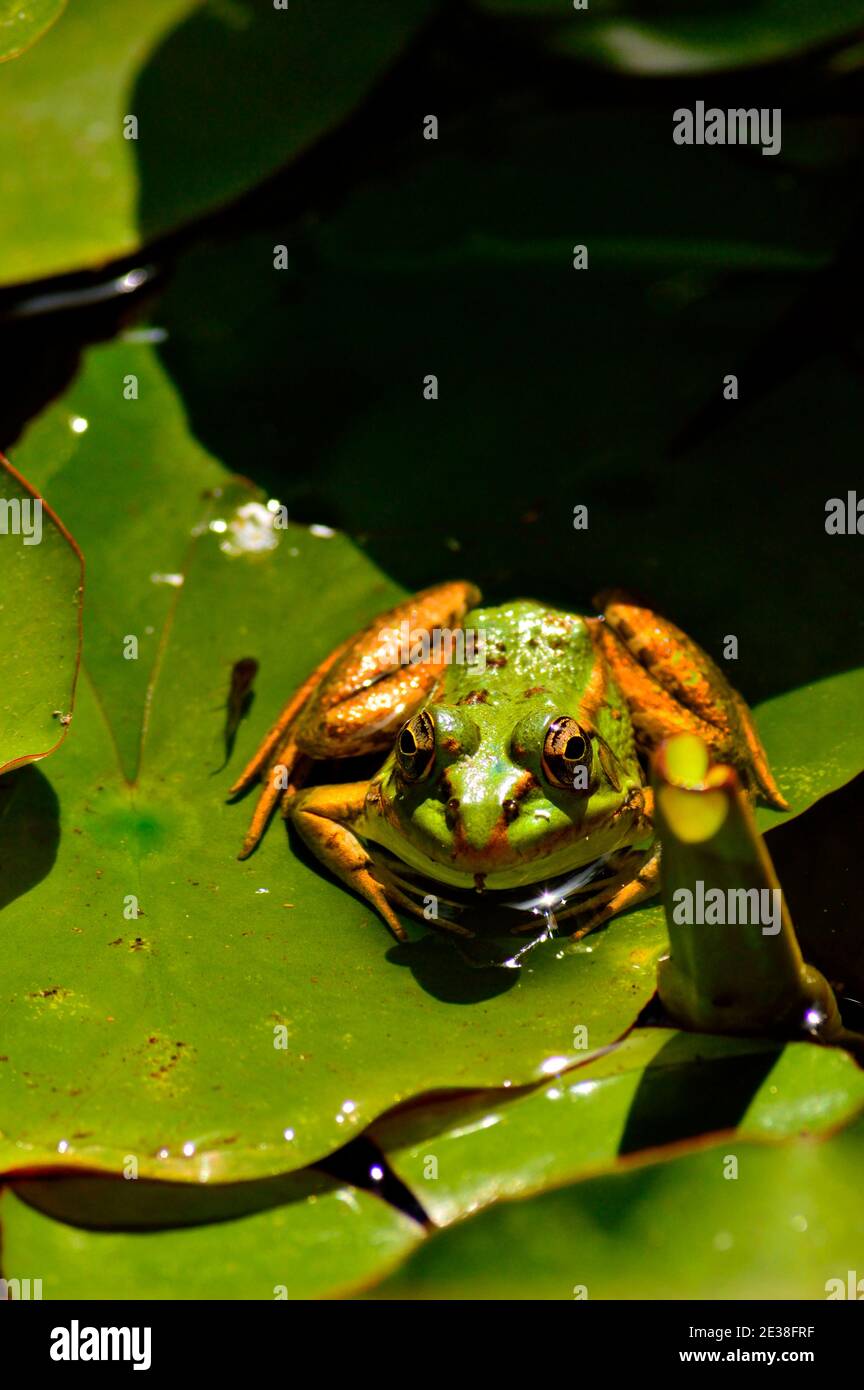 Frog and tadpole on water lily. Stock Photo